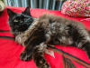 Pursian cat